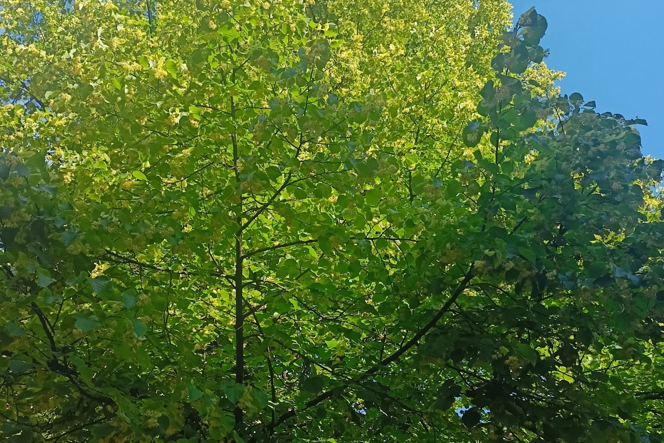 Kunigundenlinde