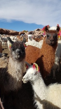 Lamas in Peru