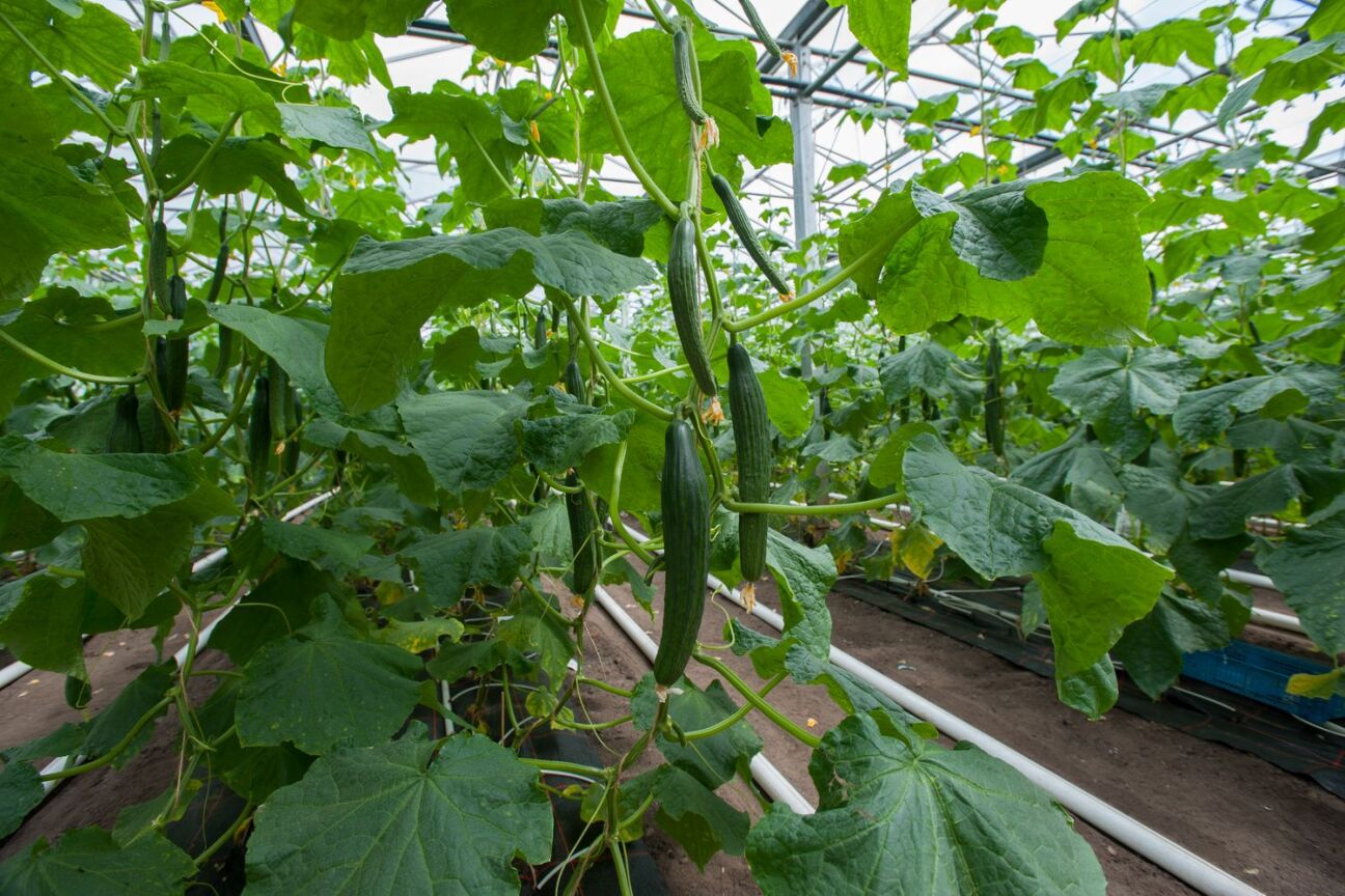 Gurkenanbau bei Biobauer Peter Höfler, Bild © Christine Dierenbach