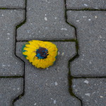 Sonnenblumen-Stein