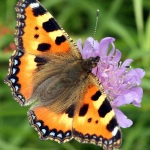 Insektenfreundlicher Garten