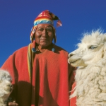 Bezirk La Paz/Titicacasee: Aymara-Indigena mit Zuchtalpacas