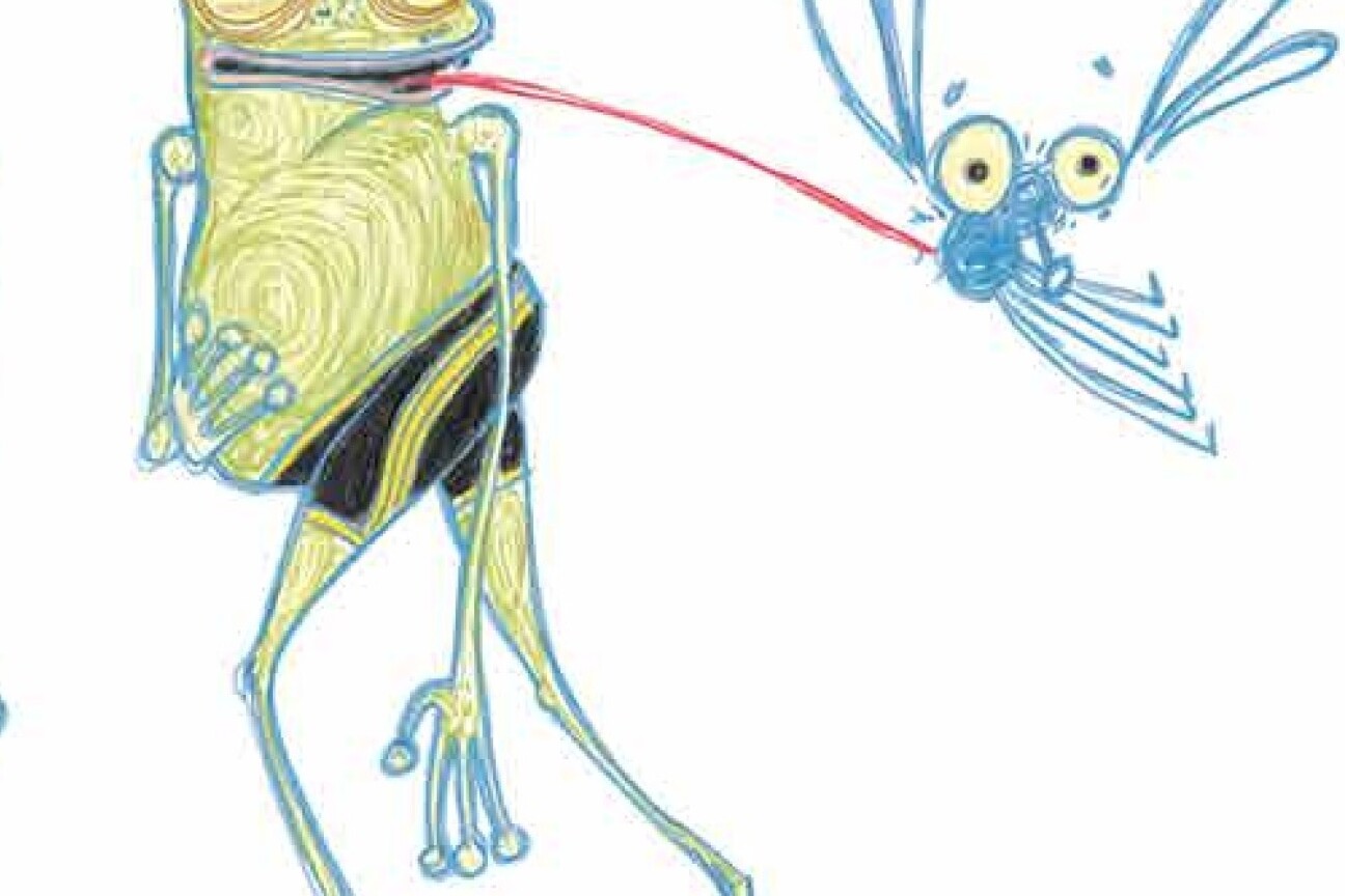 Frosch schleckt eine Fliege, Bild © Achim Sonntag