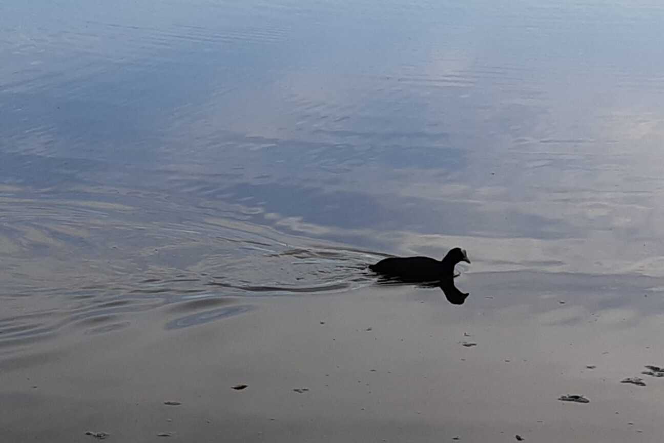 2021_Ente auf dem Wasser, Bild © Sylvia Kohlbacher / Kulturladen Loni-Übler-Haus