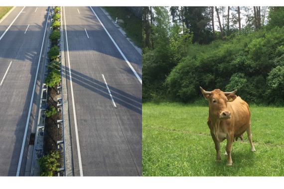 nebeneinader sind links das Bildeiner leeren Autobahn und rechts eine Kuh auf einer Wiese zu sehen