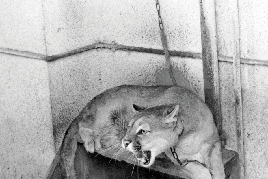 Hoffmann Puma, Bild © Nürnberger Nachrichten