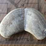 Ein Stein mit Einschluss, eine Fosilie