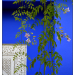 grüne Hängepflanzen vor einer kräftigen, blauen Wand