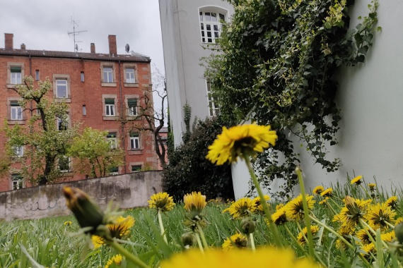 Eine Wiese mit Löwenzahnblumen und ein graues Gebäude im Hintergrund