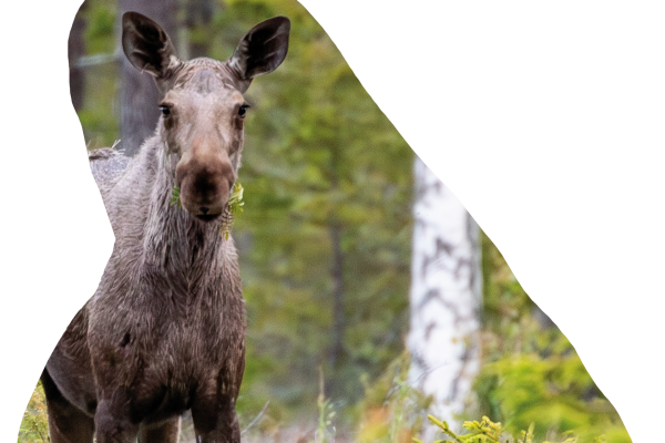 Elch steht im bemoosten Wald und blickt in die Kamera