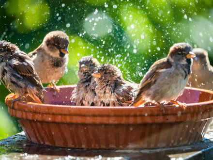 Das Bild zeigt 6 kleine Vögel in einer Schüssel mit Wasser. Die Vögel baden in der Schüssel.