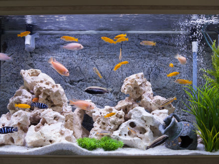 Das Bild zeigt ein Aquarium mit kleinen Fischen.