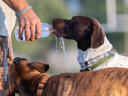 Das Bild zeigt einen Hund beim Wasser·trinken.