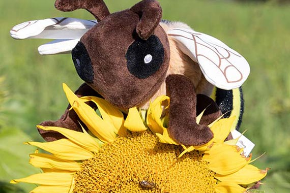 Spielzeugbiene und echte Honigbienen auf einer Sonnenblume.