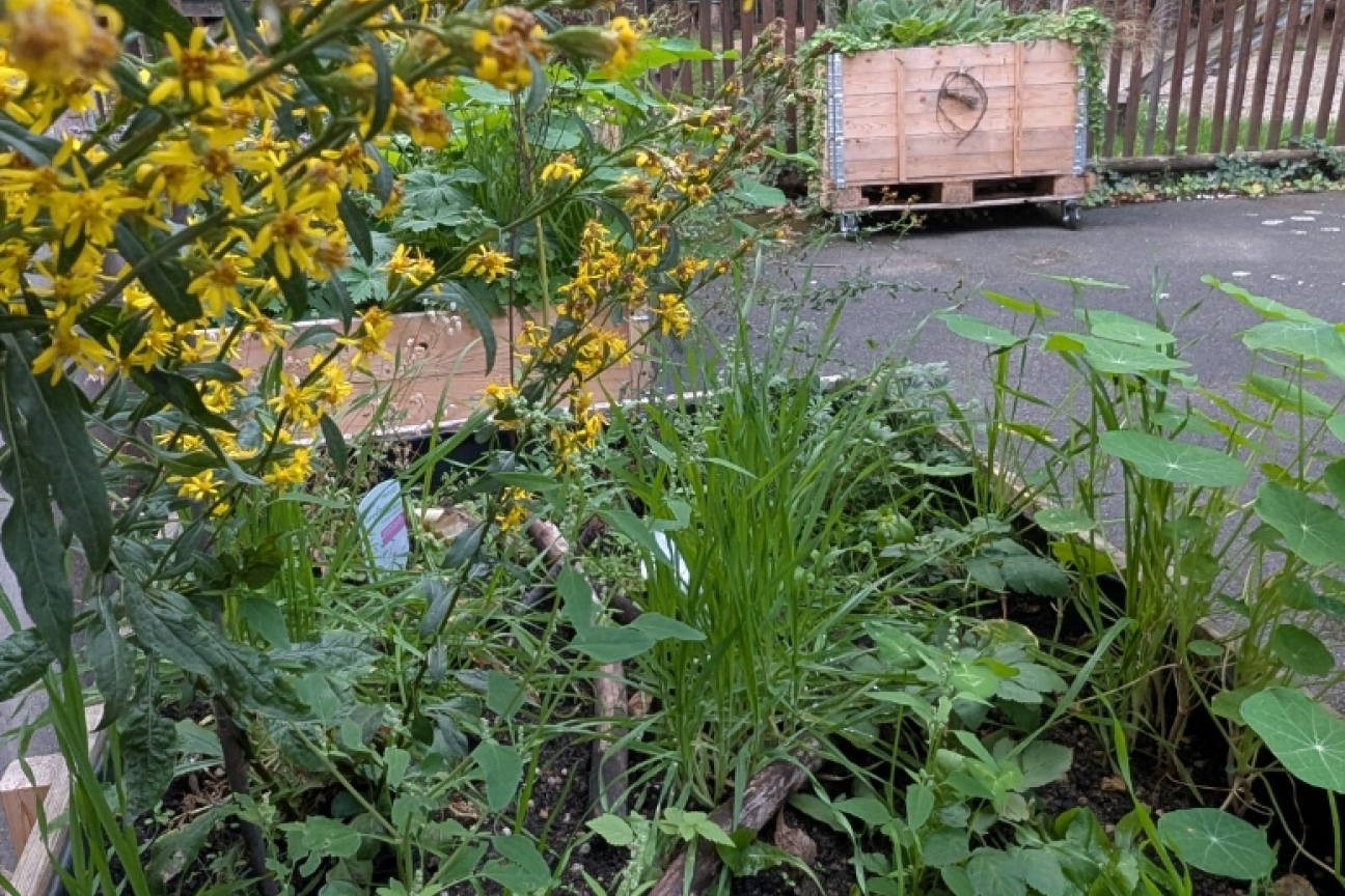 Bild © Bund Naturschutz Nürnberg Naturnaher Garten am Kulturladen Röthenbach, Bild © Bund Naturschutz Nürnberg