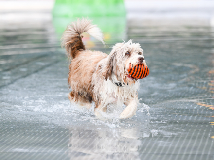 Foto von einem Hund im Wasser., Bild © Christine Dierenbach / Stadt Nürnberg