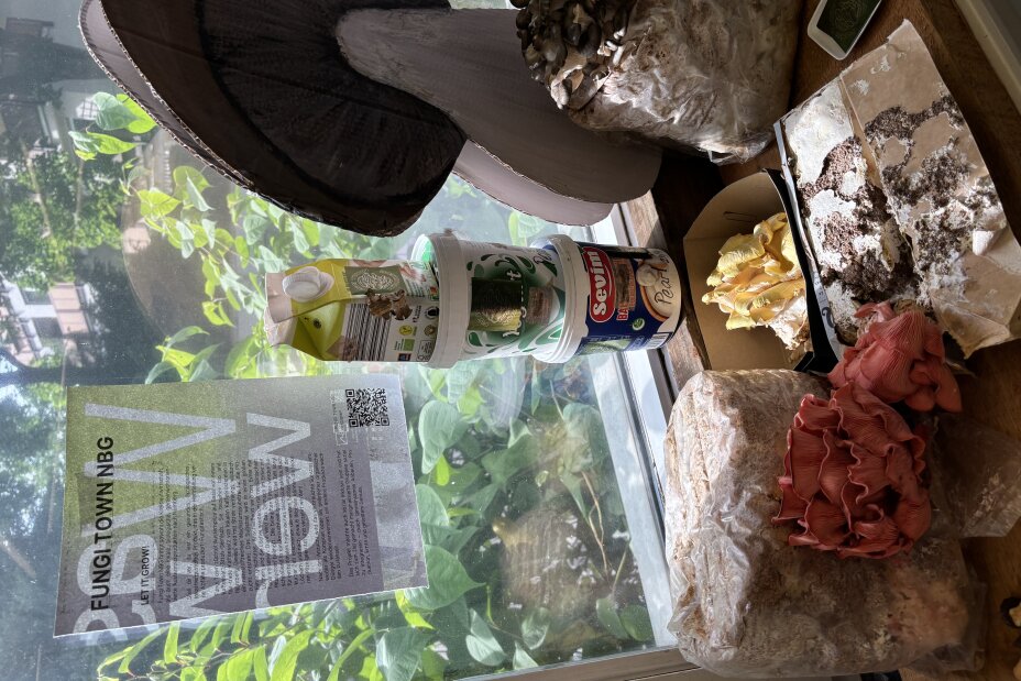 Fungi Town NBG, Bild © Samuel Rosport