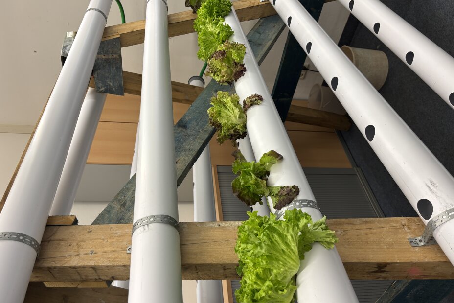 Das Salatkaskakadion des Urban Lab, Bild © Samuel Rosport