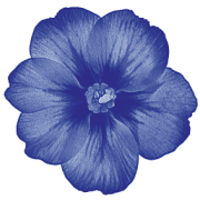 Ein blaues, gezeichnetes rundes Blümchen mit sechs Blütenblättern.
