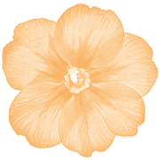 Ein gemaltes oranges Blümchen mit sieben Blütenblättern