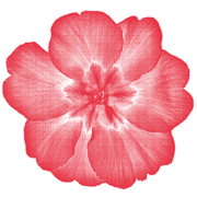 Eine stilisierte, rote, kreisförmige Blüte mit sieben Blütenblättern.