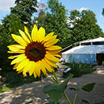 Nahaufnahme einer Sonnenblume mit einem großen Zelt im Hintergrund