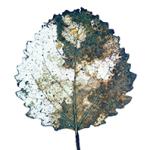 Ein künstlerisch verfremdetes Blatt