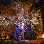Ein bunt beleuchteter Baum bei Nacht