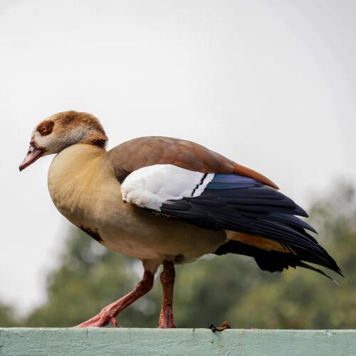 Gänse © Magda Ehlers / Pexels