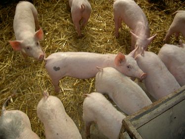 Ordnungsamt fürth öffnungszeiten Ordnungsamt fürth öffnungszeiten