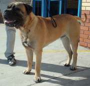 Bild eines Bullmastiffs