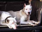 Bild zweier Dogo Argentinos