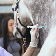 Vet giving injection to a horse. Selective focus on vet's hand.