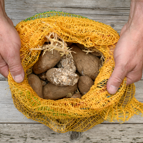 Verfaulte Kartoffenl im Plastiksack © Andreas Schulze / Adobe Stock