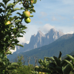 Äste eines Apfelbaums, im Hintergrund die Dolomiten