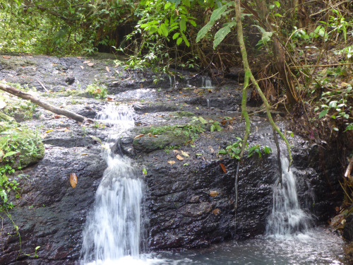 Wasserlauf in einem Waldgebiet von San Carlos