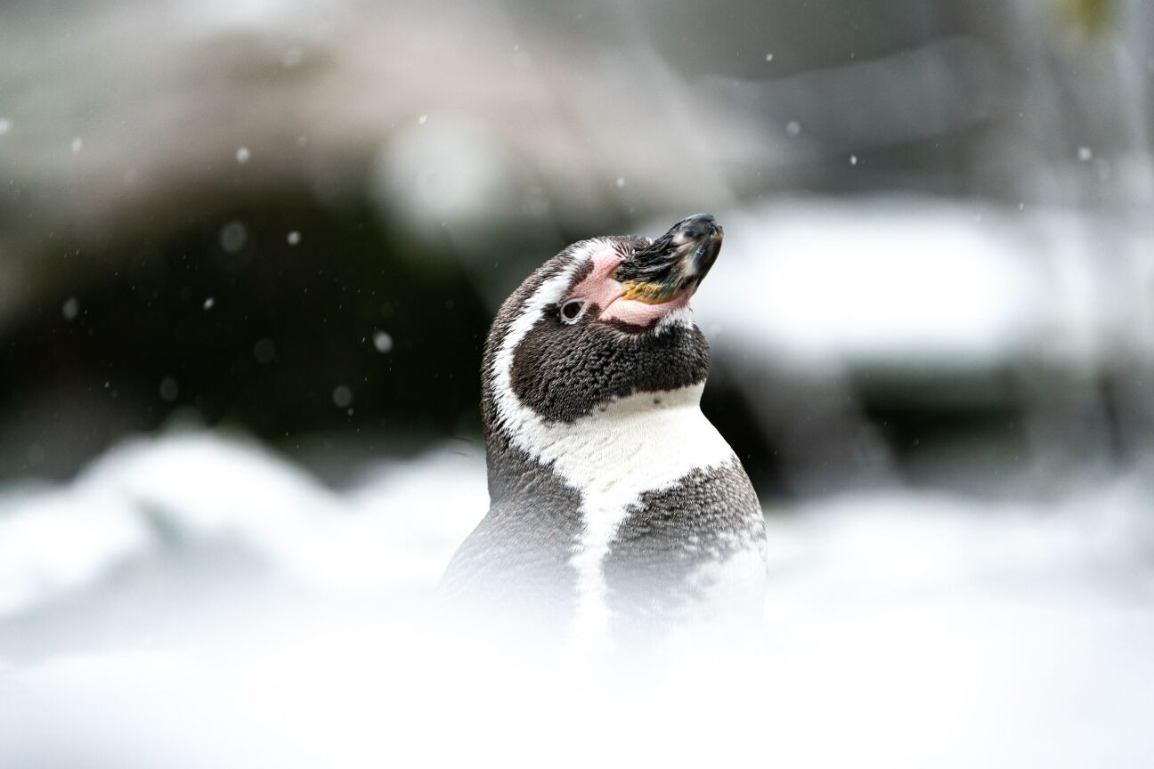 Auch am Schmausenbuck ist der Winter eingezogen. Am zweiten Adventswochenende lädt der Tiergarten zu verschiedenen Aktionen und Führungen ein – auch auf seinem Zoo-Bauernhof Gut Mittelbüg. Hier ein Foto eines Humboldtpinguins im Tiergarten.