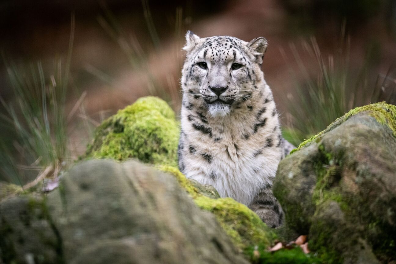 Schneeleopard Pamir wurde am 2. Juni 2024 im Zoo Warschau geboren. Er hat sich inzwischen gut im Tiergarten Nürnberg eingelebt – im kommenden Jahr soll er eine Partnerin bekommen.