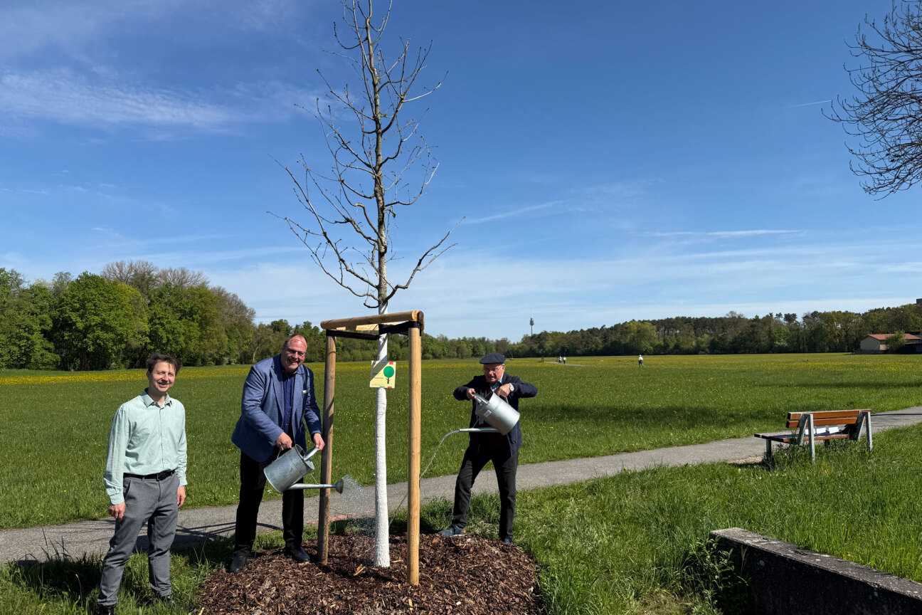 Sör-Stadtbaummanager Florian Demling befestigte am Dienstag, 28. April 2026,  gemeinsam mit dem Bürgermeister und Ersten Sör-Werkleiter Christian Vogel und dem Spender Dr. Manfred Scholz das Spendenschild am Baum in der Koppenhofer Straße (v.l.n.r.). Die neu gepflanzte Rot-Eiche wurde dabei symbolisch mit frischem Wasser aus der Rednitz getauft.