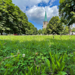 Der Berliner Platz: Genug Raum für eine eingezäunte Hundeauslauffläche, zehn Sitzbänke, vier Sitzdecks, neun neue Bäume, Hecken und Blühwiesen.