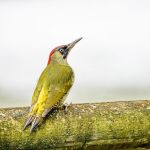 Der Tiergarten ist als europäisches FFH-Gebiet (Flora-Fauna-Habitat-Gebiet) ausgewiesen und bietet beste Voraussetzungen für die Beobachtung heimischer Spezies. Dazu gehört auch der Grünspecht, der inmitten der vielen alten Bäume einen idealen Lebensraum findet.
