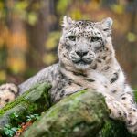 Schneeleopardenkater Indra musste gestern Vormittag eingeschläfert werden. Mit 19 Jahren hat er ein sehr hohes Alter für Schneeleoparden erreicht. Hier ein Foto aus dem Jahr 2021.