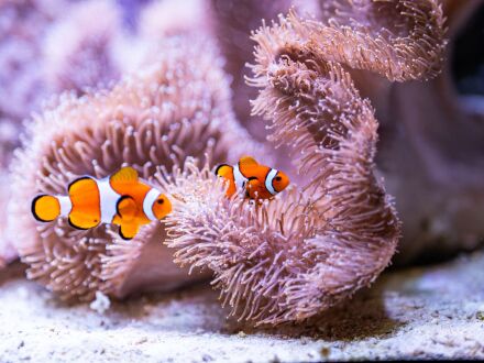 Foto von von Clown·fischen im Tier·garten Nürnberg., Bild © Tom Burger / Tiergarten Nürnberg