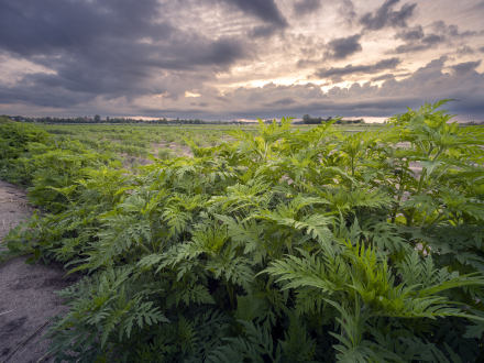 Foto: Ambrosien·pflanzen auf einem Feld im Knoblauchs·land., Bild © Felix Roeser