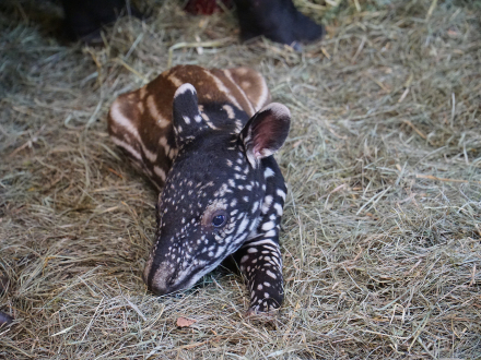 Bild von dem Tapirbaby im Tiergarten Nürnberg., Bild © Diana Koch / Tiergarten Stadt Nürnberg
