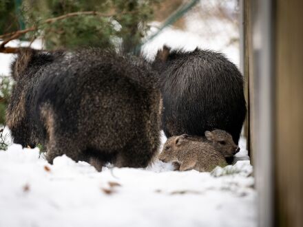 Foto von den Chaco-Pekaris mit den 2 Babys im Schnee., Bild © Thomas Hahn / Tiergarten Stadt Nürnberg