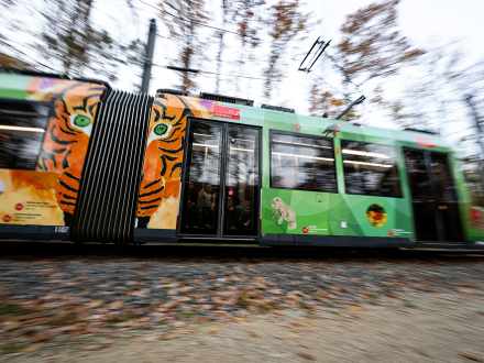 Foto von der neuen Tier·garten-Straßen·bahn.