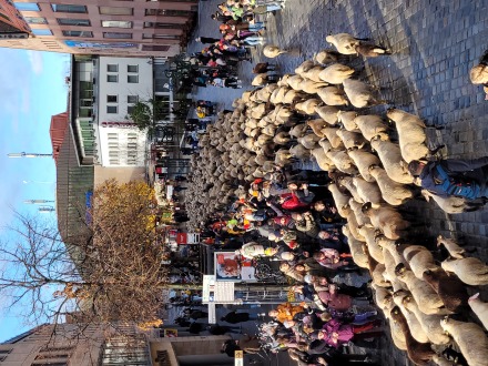 Foto vom Schafs·zug im Jahr 2023.