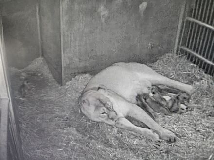 Foto von der Löwin Aarany und den 5 Löwen·babys., Bild © Tiergarten Nürnberg