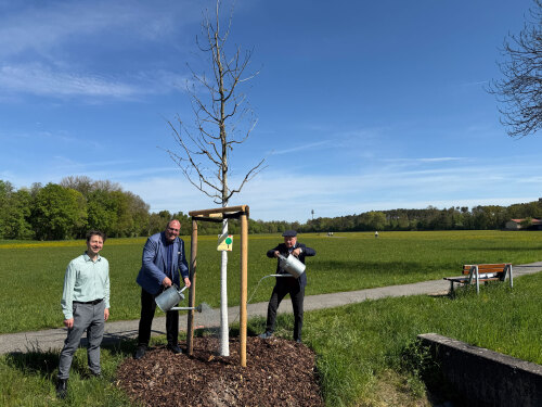 Sör-Stadtbaummanager Florian Demling befestigte am Dienstag, 28. April 2026,  gemeinsam mit dem Bürgermeister und Ersten Sör-Werkleiter Christian Vogel und dem Spender Dr. Manfred Scholz das Spendenschild am Baum in der Koppenhofer Straße (v.l.n.r.). Die neu gepflanzte Rot-Eiche wurde dabei symbolisch mit frischem Wasser aus der Rednitz getauft.